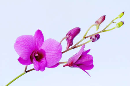 Purple Denerobium Orchids の写真素材