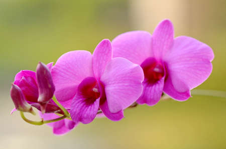 Purple Denerobium Orchids の写真素材