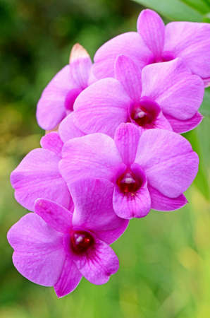 Purple Denerobium Orchids の写真素材