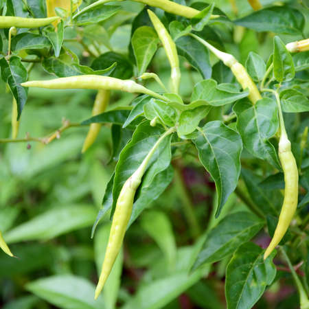 Green pepper  Capsicum frutescens L   