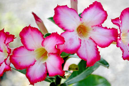 Desert rose, Mock Azalea, Pinkbignonia or Impala lily  Adenium obesum  tropical flowers の写真素材