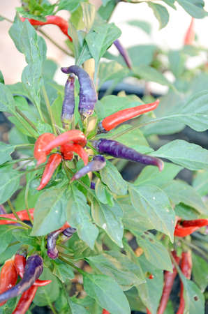 Purple and Red pepper の写真素材