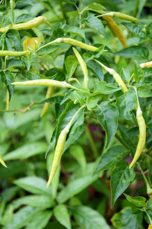 Green pepper  の写真素材
