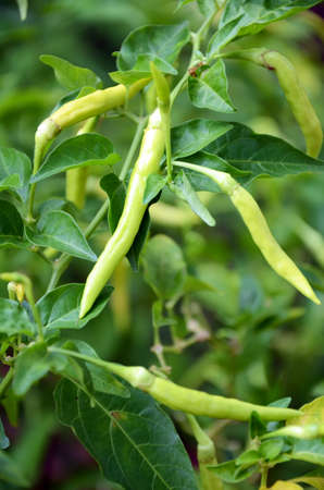 Green pepper  の写真素材