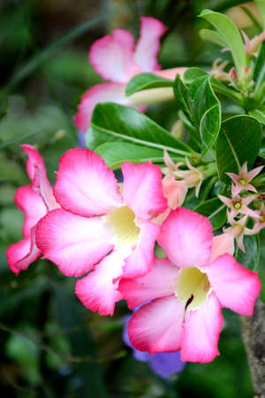 Desert rose, Mock Azalea, Pinkbignonia or Impala lily  Adenium obesum  tropical flowers の写真素材