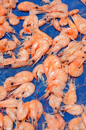 Dried Shrimp, a famous preserved sea food の写真素材