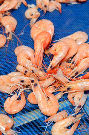 Dried Shrimp, a famous preserved sea food 