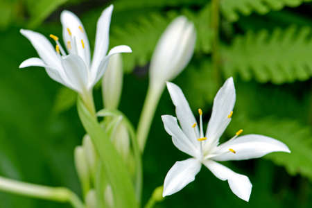 Cardwell Lily, Northern Christmas Lily  Proiphys amboinensis  の写真素材