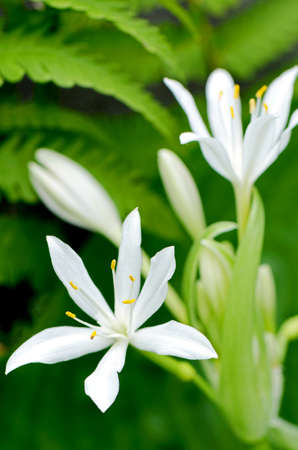 Cardwell Lily, Northern Christmas Lily  Proiphys amboinensis  の写真素材