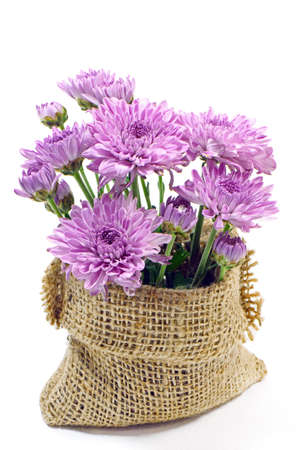 Spray Type of Purple Chrysanthemum  Dendranthemum grandifflora  isolated on white background の写真素材