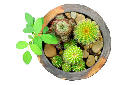 Top View of Mini Mixed Green Cactus Pot Garden Isolated の写真素材