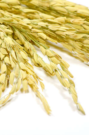 Thai Jasmine Rice  Oryza sativa  Spike  The Economic Crops of Asia の写真素材