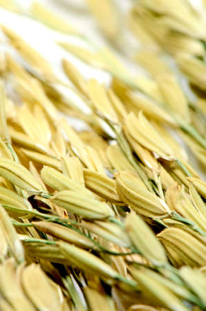 Thai Jasmine Rice  Oryza sativa  Spike  The Economic Crops of Asia の写真素材