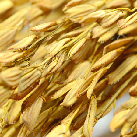 Thai Jasmine Rice  Oryza sativa  Spike  The Economic Crops of Asia の写真素材