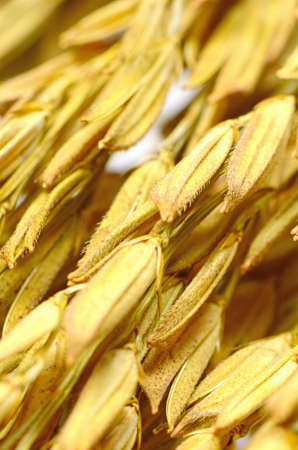Thai Jasmine Rice  Oryza sativa  Spike  The Economic Crops of Asia の写真素材