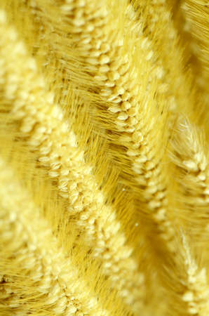 Knotroot foxtail weed grass in closed up の写真素材