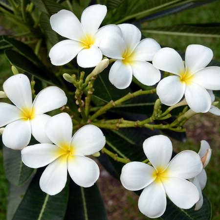 white and yellow Plumeria spp   frangipani flowers, Frangipani, Pagoda tree or Temple tree  with rain drops on natural background の写真素材