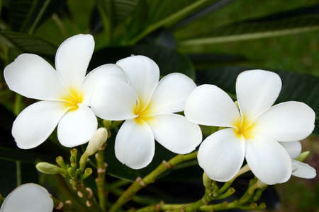 white and yellow Plumeria spp   frangipani flowers, Frangipani, Pagoda tree or Temple tree  with rain drops on natural background の写真素材