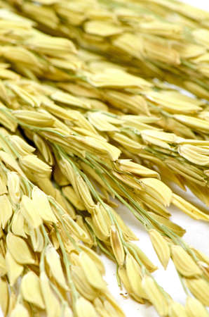 Thai Jasmine Rice  Oryza sativa  Spike  The Economic Crops of Asia の写真素材