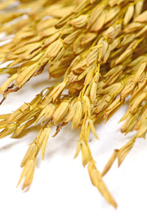 Thai Jasmine Rice  Oryza sativa  Spike  The Economic Crops of Asia の写真素材