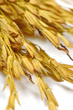 Thai Jasmine Rice  Oryza sativa  Spike  The Economic Crops of Asia の写真素材