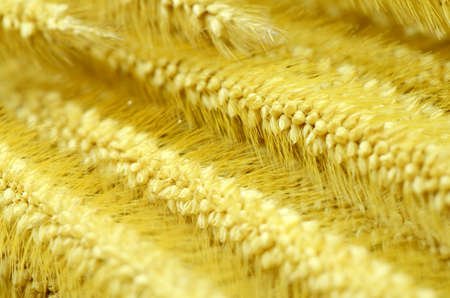 Knotroot foxtail weed grass in closed up の写真素材