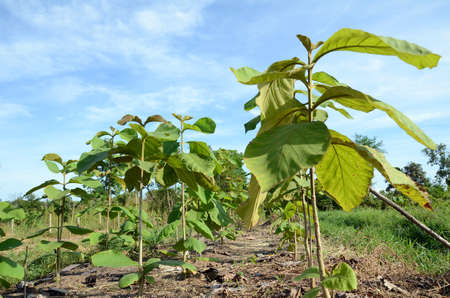 Young Teak trees  Tectona grandis L f    in an agricultural park の写真素材