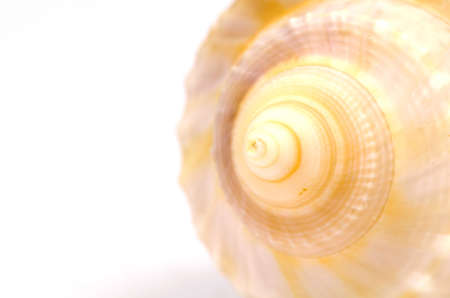 Sea Shell Collection の写真素材