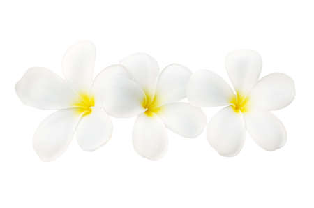 white and yellow Plumeria spp   frangipani flowers, Frangipani, Pagoda tree or Temple tree  on white background の写真素材