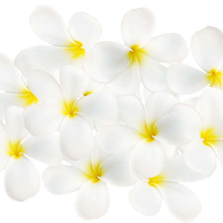 white and yellow Plumeria spp   frangipani flowers, Frangipani, Pagoda tree or Temple tree  on white background の写真素材