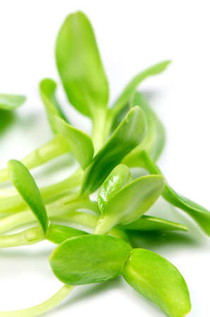 Sunflower sprout, a rich source of unsaturated fats and protein の写真素材