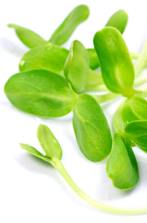 Sunflower sprout, a rich source of unsaturated fats and protein の写真素材
