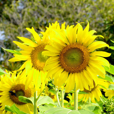 field of blooming sunflowers の写真素材