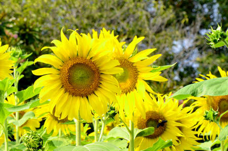 field of blooming sunflowers の写真素材