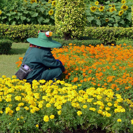 Gardeners hand planting flowers の写真素材