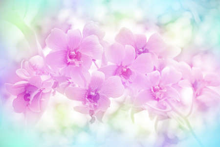 Closed-up of Wild Orchid with Soft Focus Color Filtered as Background の写真素材