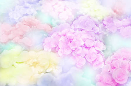 Closed-up of Begonia spp. with Soft Focus Color Filtered as Background.の写真素材