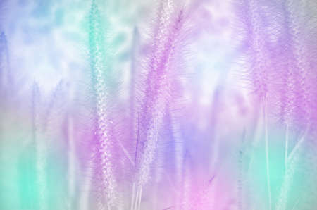 Knotroot foxtail or Slender pigeongrass (Setaria geniculata) with Soft Focus Color Filtered as Background.の写真素材