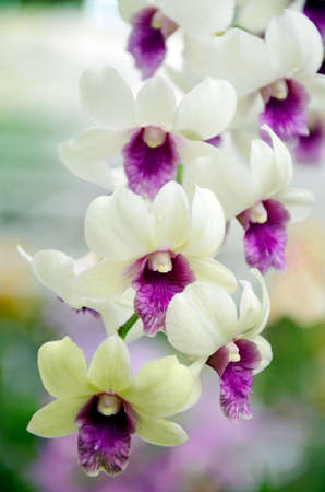 Fancy Tone of Denerobium Orchids  Dendrobium Hybrid  in Thailand の写真素材