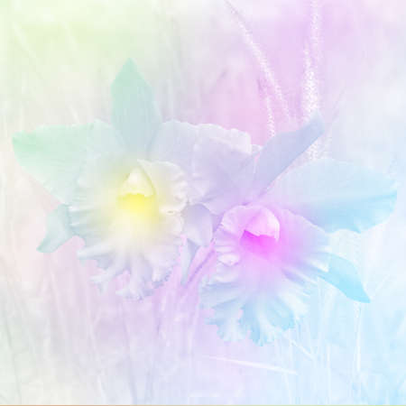 Closed-up of Cattleya Orchidsの写真素材
