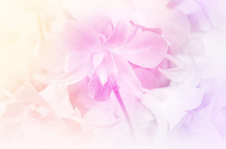 Closed-up of Denerobium Orchids の写真素材