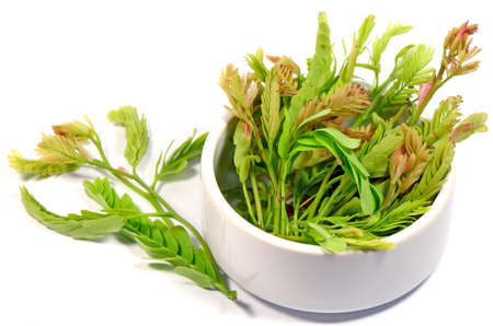 Fresh tamarind leaves on white background.の写真素材