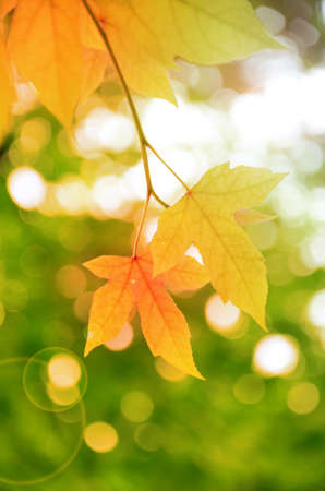 Kuam Daeng leaves (Acer calcaratum Gagnep)  の写真素材