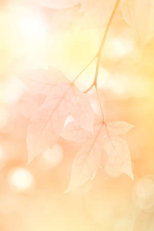 Kuam Daeng leaves (Acer calcaratum Gagnep) の写真素材