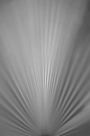 Abstract background color of palm leaf in radial blur focus の写真素材