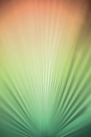 Abstract background color of palm leaf in radial blur focus の写真素材
