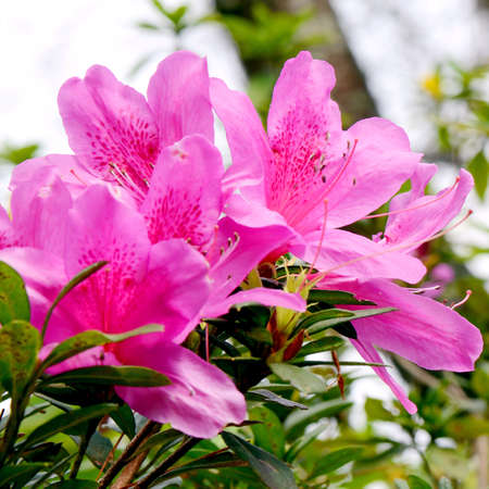 Pink Rhododendron in Northern of Thailand blossom in October の写真素材