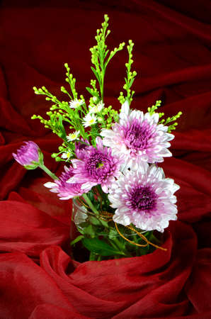 Small Bouquet of Spray Type of Purple Chrysanthemum (Dendranthemum grandifflora) in a Glass Cover with Red Saree Background.の写真素材