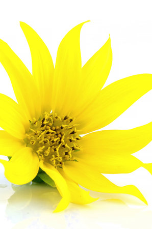 Blossom Sunflower Isolated on White Background.
