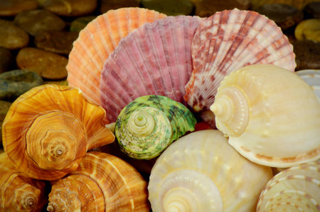 Seashell Collection.の写真素材